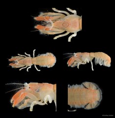 Upogebia ancylodactyla•&copy; Arthur Anker•All Rights Reserved