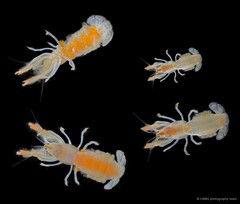 Upogebia ancylodactyla•&copy; CMBS photography team•All Rights Reserved