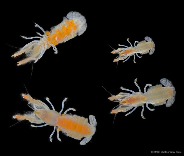 Upogebia ancylodactyla•&copy; CMBS photography team•All Rights Reserved