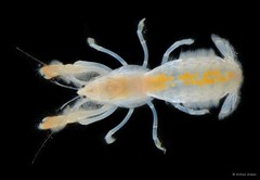 Upogebia ancylodactyla•&copy; Arthur Anker•All Rights Reserved