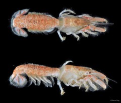 Upogebia carinicauda•&copy; Rene Ong•All Rights Reserved