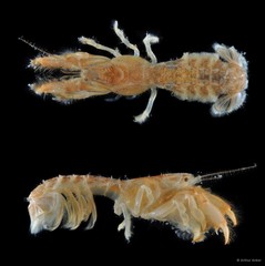 Upogebia carinicauda•&copy; Arthur Anker•All Rights Reserved