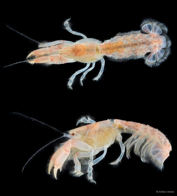 Upogebia carinicauda•&copy; Arthur Anker•All Rights Reserved