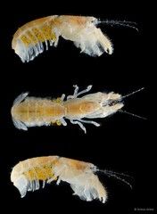 Upogebia carinicauda•&copy; Arthur Anker•All Rights Reserved
