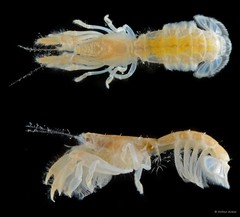 Upogebia carinicauda•&copy; Arthur Anker•All Rights Reserved