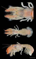 Upogebia darwinii•&copy; Arthur Anker•All Rights Reserved