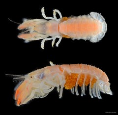 Upogebia darwinii•&copy; Arthur Anker•All Rights Reserved