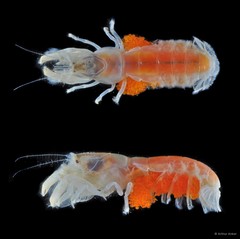 Upogebia darwinii•&copy; Arthur Anker•All Rights Reserved