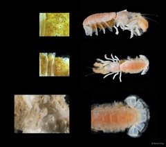 Upogebia darwinii•&copy; Rene Ong•All Rights Reserved
