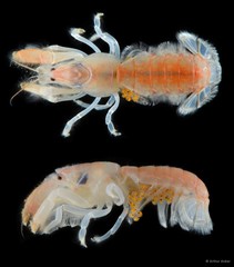 Upogebia hexaceras•&copy; Arthur Anker•All Rights Reserved