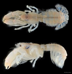 Upogebia hexaceras•&copy; Arthur Anker•All Rights Reserved