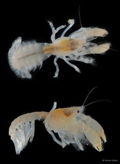 Upogebia hexaceras•&copy; Arthur Anker•All Rights Reserved