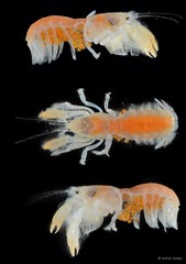 Upogebia hexaceras•&copy; Arthur Anker•All Rights Reserved