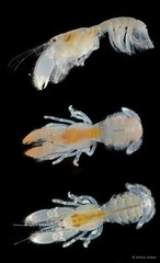 Upogebia hexaceras•&copy; Arthur Anker•All Rights Reserved