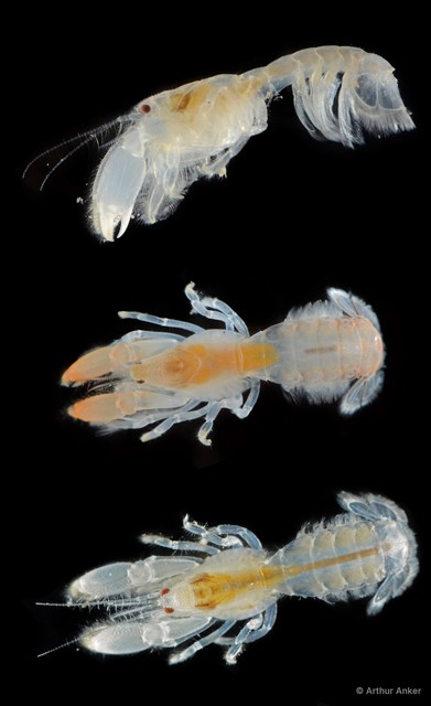 Upogebia hexaceras•&copy; Arthur Anker•All Rights Reserved