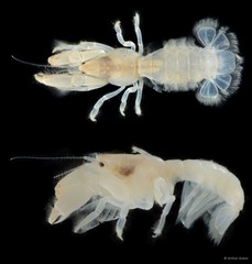 Upogebia hexaceras•&copy; Arthur Anker•All Rights Reserved