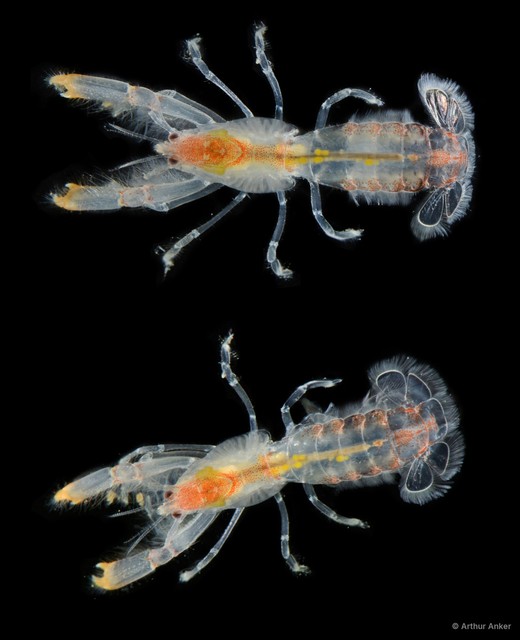 Upogebia singaporensis•&copy; Arthur Anker•All Rights Reserved
