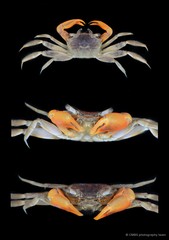 Metaplax sp. "JS-2353"