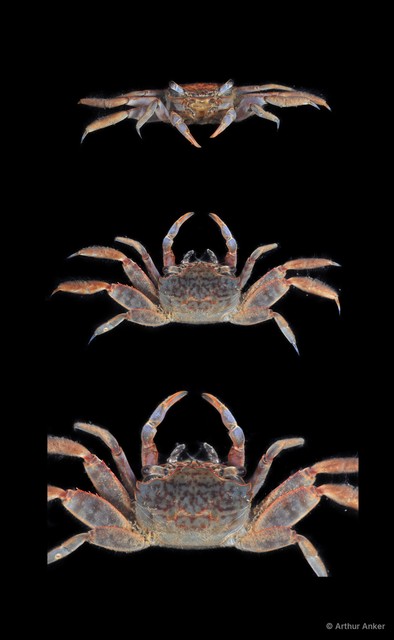 Metaplax sp. "JS-2697"•&copy; Arthur Anker•All Rights Reserved