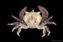 Xanthidae sp. "JS-0374"