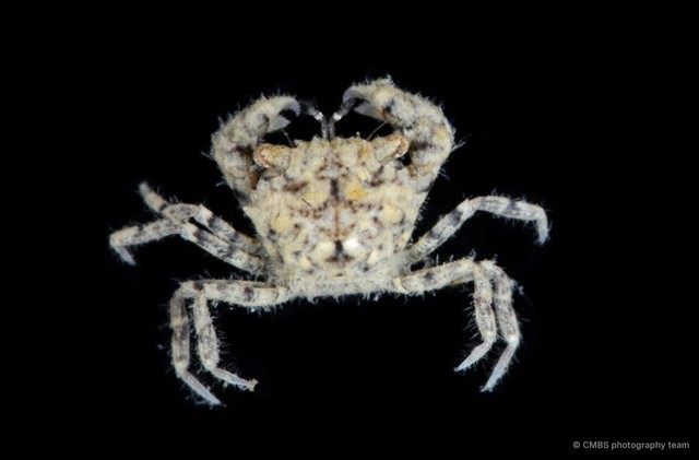 Xanthidae sp. "JS-0795"•&copy; CMBS photography team•All Rights Reserved