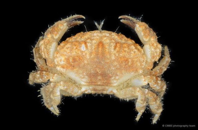 Actaeodes sp. "SS-2775"•&copy; CMBS photography team•All Rights Reserved