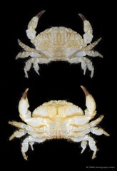 Actaeodes mutatus•&copy; CMBS photography team•All Rights Reserved