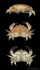 Actaeodes mutatus•&copy; CMBS photography team•All Rights Reserved