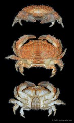 Actaeodes mutatus•&copy; CMBS photography team•All Rights Reserved