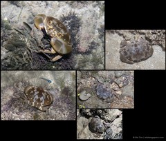Atergatis floridus•&copy; Ria Tan•All Rights Reserved