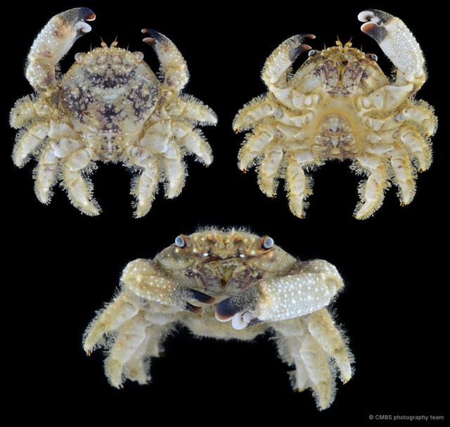 Cymo sp. "SS-2957"•&copy; CMBS photography team•All Rights Reserved