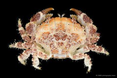 Epiactaea nodulosa•&copy; CMBS photography team•All Rights Reserved
