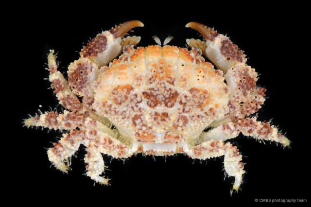Epiactaea nodulosa•&copy; CMBS photography team•All Rights Reserved