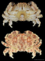 Epiactaea nodulosa•&copy; CMBS photography team•All Rights Reserved