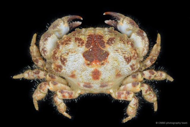 Gaillardiellus rueppellii•&copy; CMBS photography team•All Rights Reserved
