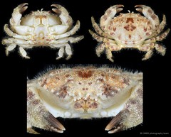 Gaillardiellus rueppellii•&copy; CMBS photography team•All Rights Reserved