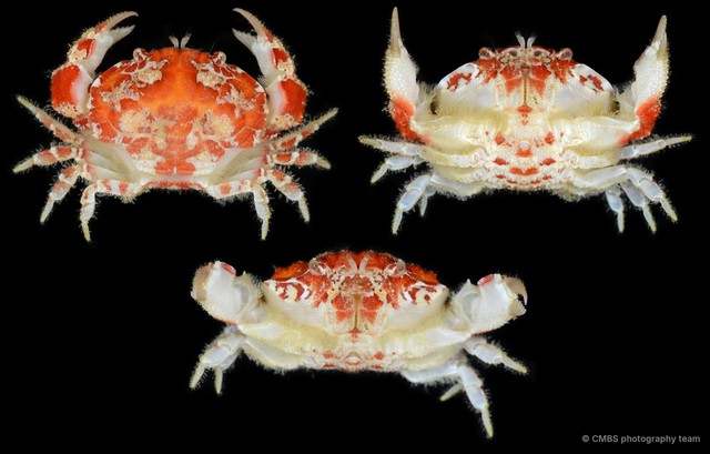 Hypocolpus pararugosus•&copy; CMBS photography team•All Rights Reserved