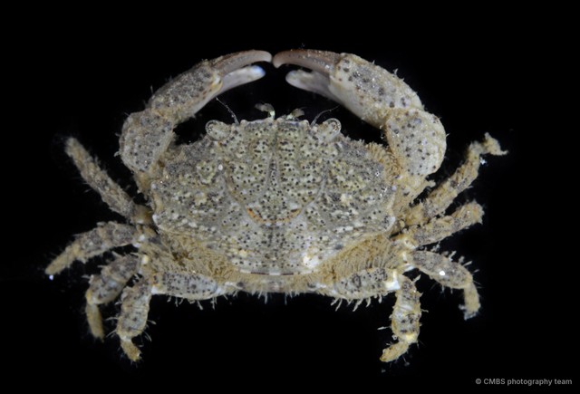 Leptodius davaoensis•&copy; CMBS photography team•All Rights Reserved