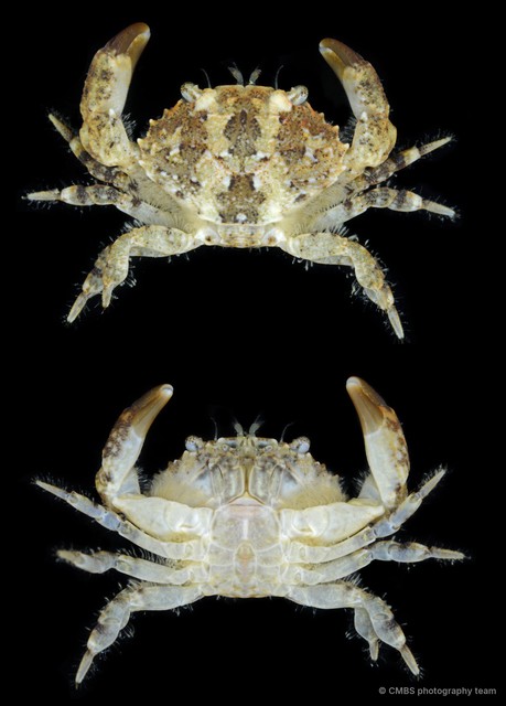 Macromedaeus sp. "SS-3131"•&copy; CMBS photography team•All Rights Reserved