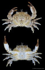 Macromedaeus adelus•&copy; CMBS photography team•All Rights Reserved