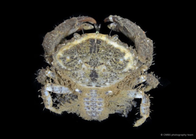 Macromedaeus distinguendus•&copy; CMBS photography team•All Rights Reserved