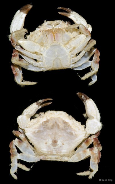 Medaeops sp. "cf. granulosus"•&copy; Rene Ong•All Rights Reserved