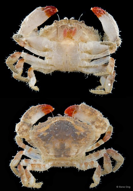 Medaeops sp. "SEA-3382"•&copy; Rene Ong•All Rights Reserved