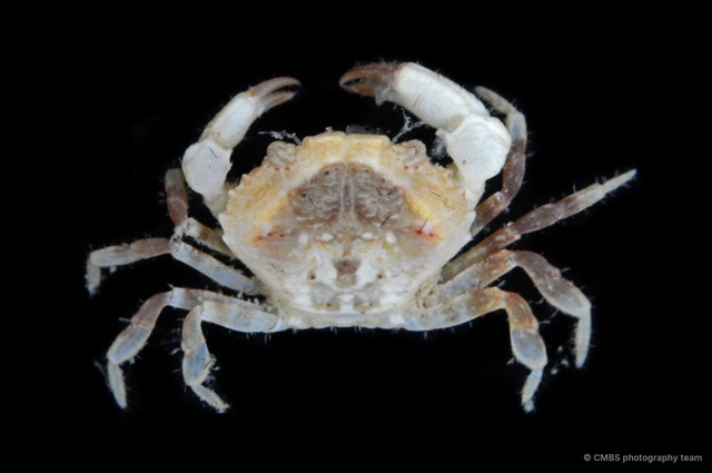 Medaeops granulosus•&copy; CMBS photography team•All Rights Reserved