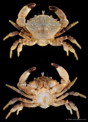 Medaeops granulosus•&copy; CMBS photography team•All Rights Reserved