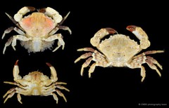 Medaeops granulosus•&copy; CMBS photography team•All Rights Reserved