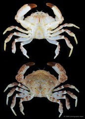 Medaeops granulosus•&copy; CMBS photography team•All Rights Reserved