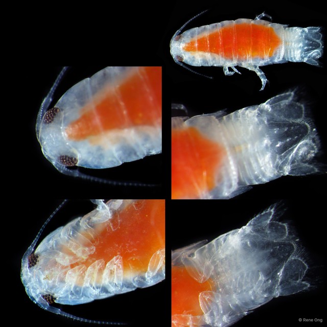 Cymothooidea sp. "13"•&copy; Rene Ong•All Rights Reserved