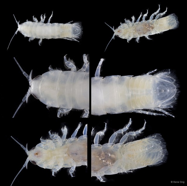 Cymothooidea sp. "14"•&copy; Rene Ong•All Rights Reserved