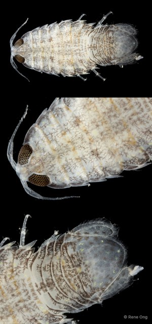 Cymothooidea sp. "16"•&copy; Rene Ong•All Rights Reserved